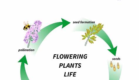 Download Flowering Plant Life Cycle Diagram for Free - FormTemplate