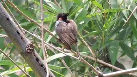 Red Whiskered Bulbul Hd Birds Of Bengal Youtube