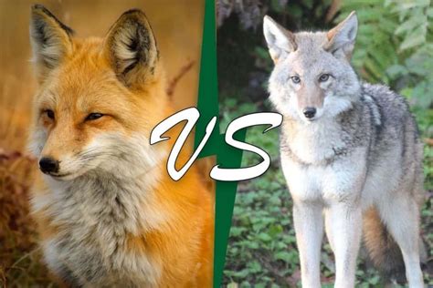 Fox Vs Coyote 7 Key Differences Wildlife Informer