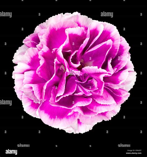 Pink And White Carnation Flower Isolated On Black Background Stock