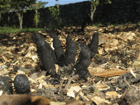 Seeking dermatologist for toe fungus treatment. "Dead Man's Fingers" is the Fungus of Our Nightmares - Nerdist