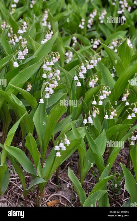 Lily Of The Valley Convallaria Majalis Rosea Stock Photo Alamy