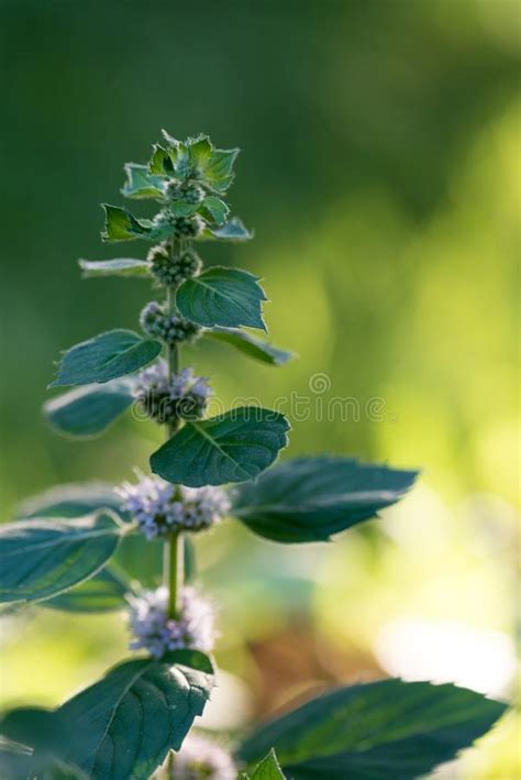 Flowering Plant Peppermint In The Summer Green Garden Stock Image