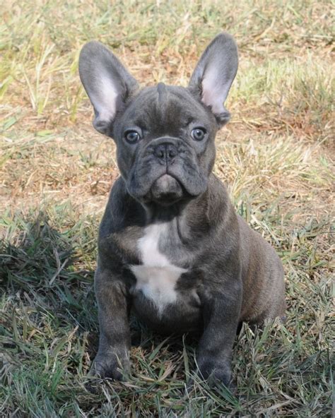 We are top blue bulldog breeders! 87 best Eu Amo Bulldog Francês!!! images on Pinterest