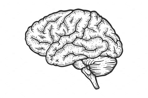 Human Brain Sketch Engraving Vector Healthcare Illustrations