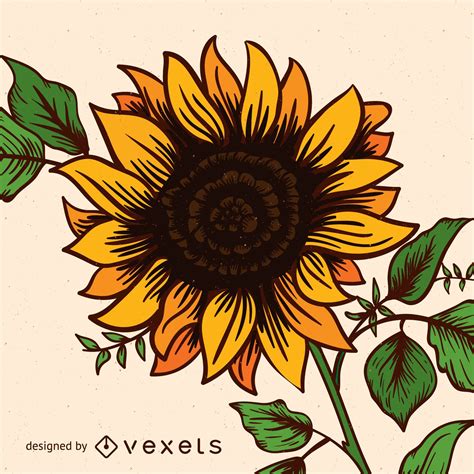 Sunflower Vector And Graphics To Download