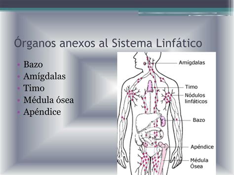 PPT Sistema Linfático PowerPoint Presentation free download ID