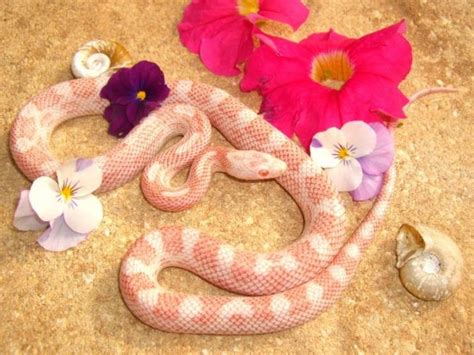 10 More Colourful Corn Snake Morphs - ReptileWorldFacts