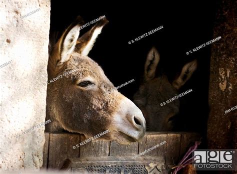 Domestic Donkey Equus Asinus Asinus Two Donkeys Looking Out Their