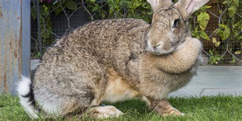 Here's the breakdown on giant food delivery cost via instacart: The Giant Flemish Rabbit - Rabbits Life