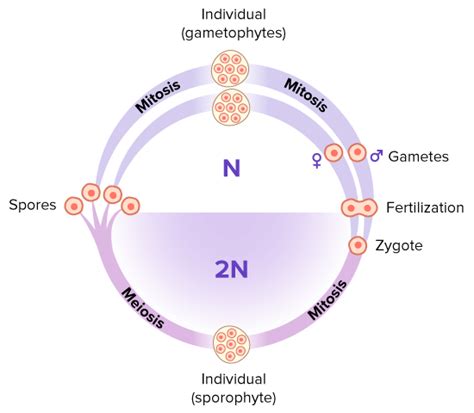 Human Life Cycle Meiosis