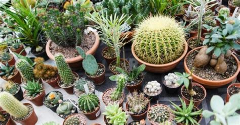 Jenis jenis kaktus hias yang akan membuat rumah anda semakin indah ornamental plants cactus pandan. Cara Membuat Media Tanam Bunga Kaktus yang Baik ...