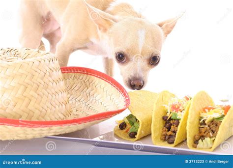Can Dogs Eat Mexican Food