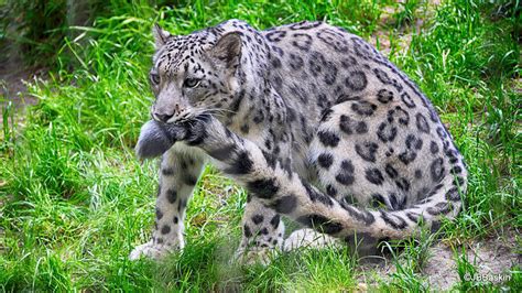 Why Do Snow Leopards Bite Their Tails? We Have Adorable Pictures
