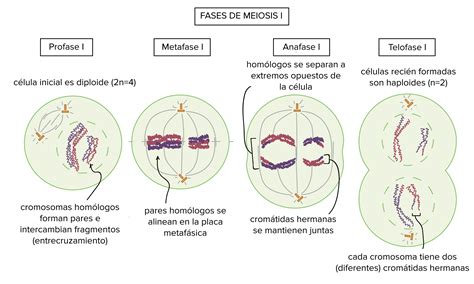 Tipos de transporte en la célula y sus características | Biología