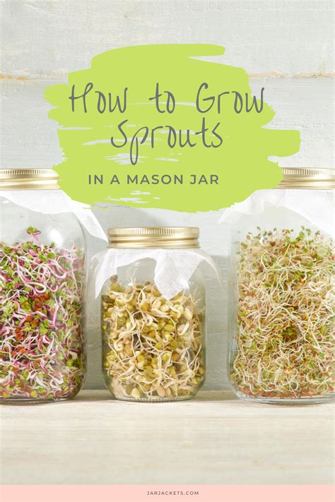 How To Grow Sprouts In A Mason Jar Jarjackets