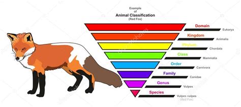 Ejemplo De Diagrama Infográfico De Clasificación Animal Que Muestra El
