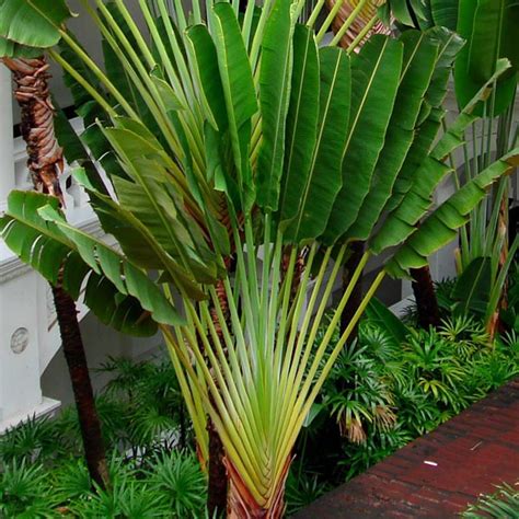 The spruce / kara riley. Traveller's Palm Indoors (Ravenala madagascariensis) | My ...