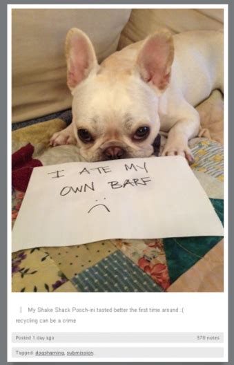 Tumblr Of The Day Dogshaming · The Daily Edge