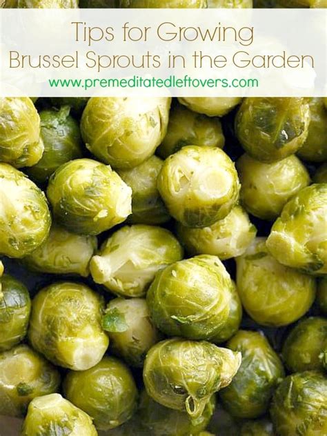 Tips For Growing Brussels Sprouts In The Garden