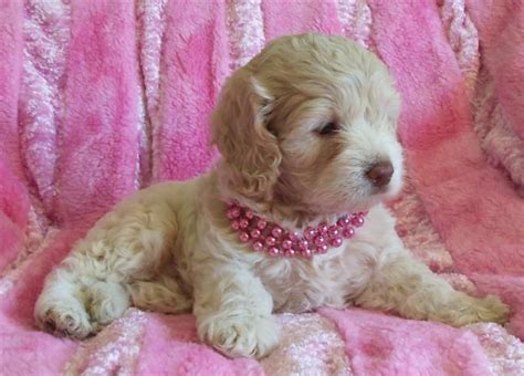 Toy Size Cockapoo Puppies For Sale ToyWalls