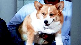 It is the 63rd overall episode of the series and is written by jessica polonsky and directed by alex reid. Brooklyn 99 cheddar gif 3 » GIF Images Download