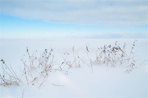 Field Covered With Snow Stock Photo Image Of Snowfall 117930276