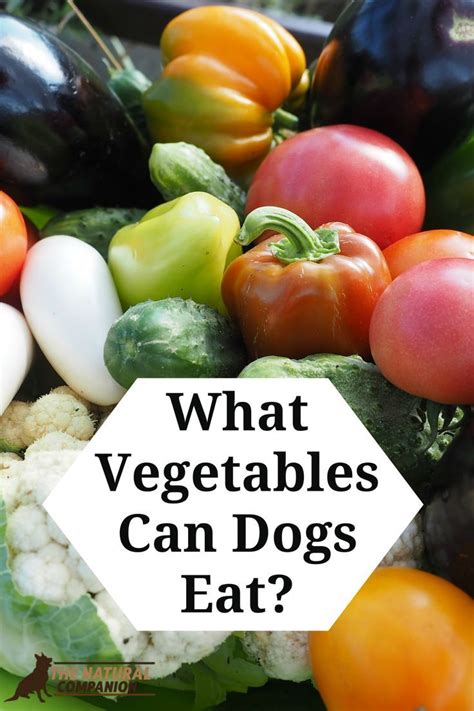 The original meaning is still commonly used and is applied to plants collectively to refer to all edible plant matter, including the flowers, fruits, stems, leaves, roots, and seeds. What Vegetables Can Dogs Eat? | Dog safe vegetables, Dog ...