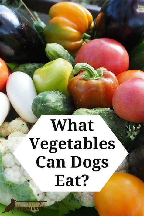 The original meaning is still commonly used and is applied to plants collectively to refer to all edible plant matter, including the flowers, fruits, stems, leaves, roots, and seeds. What Vegetables Can Dogs Eat? | Dog safe vegetables, Dog ...