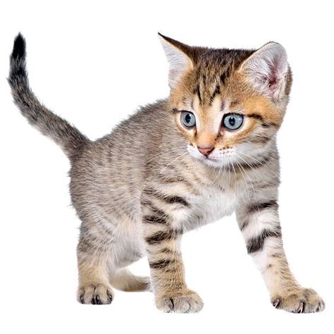 Best Brindled Cat Stock Photos Pictures And Royalty Free Images Istock