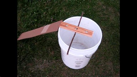 How to build a squirrel trap. chipmunk / rodent bucket trap - YouTube
