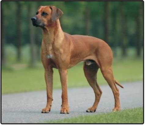 Rhodesian Ridgeback Puppies And Dogs Breed Information Dogs Jelena