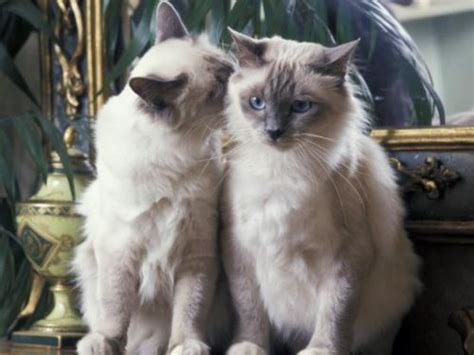 Birman Vs Balinese Breed Comparison Mycatbreeds