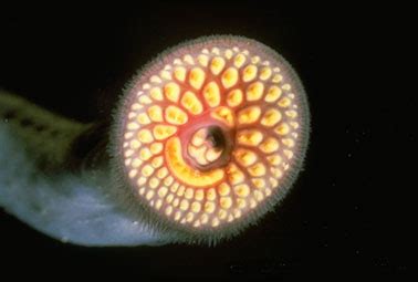 Animal A Day!: Sea Lamprey