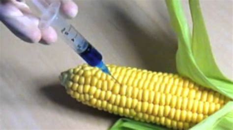 Genetically modified organism does not necessarily imply transgenic substitution of genes from another species, although research is actively being conducted in this field. Examples of GMOS - YouTube