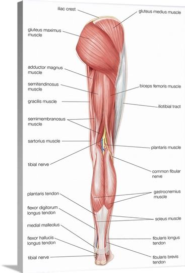 The muscle groups can work independently for specific movements. Posterior view of the muscles of the hip, thigh, and lower ...