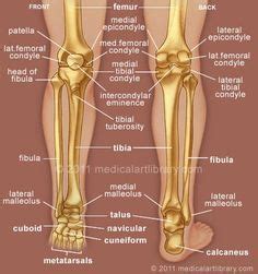 Commonly leg is a term used for lower limb in humans or legs in animals. human leg and foot skeleton image | ... Lateral Meniscus Foot Anatomy Foot Muscles Foot Muscles ...