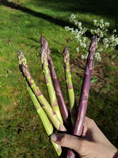 Maybe you would like to learn more about one of these? Best Value Edible Perennials | Media Marathoning