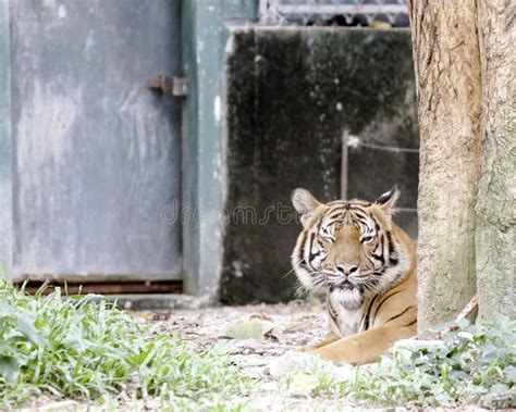 Bengal Tiger Resting In Captivity Stock Image Image Of Danger Feline
