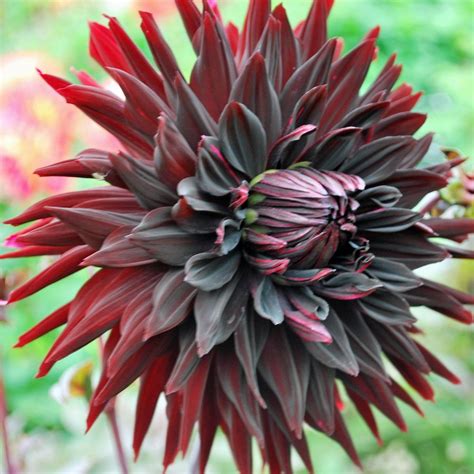 Flag should be either on the marching. Dahlia 'Black Jack' - Rose Cottage Plants | Dahlia, Black ...
