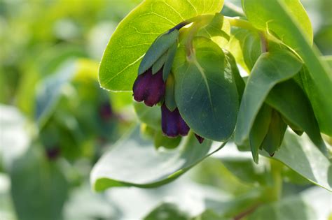 The 7 best flowers to plant for bees. A favourite with bees, honeywort | July flowers, Flowers ...