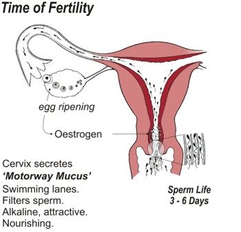 Fertility Education Training