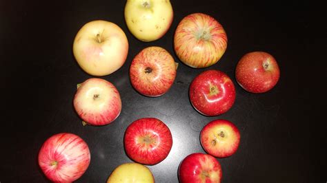 I can find a book from 1889 making the comparison. The Comeback Of The Endangered Colorado Orange, An Apple ...