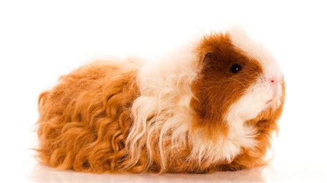 Texel Guinea Pig Complete Breed Guide To The Curly Haired Cavy