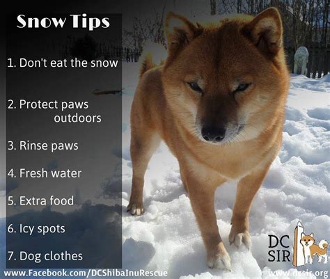 Dogs And Snow Dc Shiba Inu Rescue