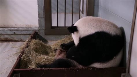 Zoo Atlanta Panda Gives Birth To Twins Youtube