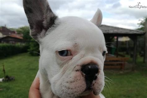 Who can resist the temptation to adopt a puppy that is as cute as a french bulldog! Rambo: French Bulldog puppy for sale near Chicago ...