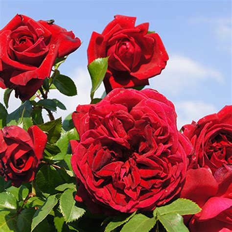 Count Dracula Ludwigs Roses