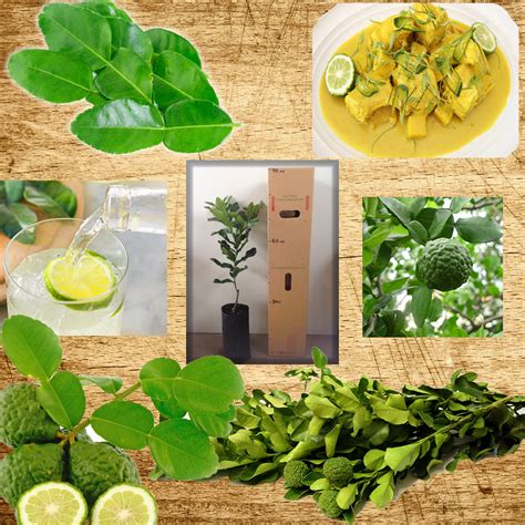 A cool room is best, protected from radiators and cold draughts. Daleys Fruit Tree Blog: Kaffir Lime Fruit Trees Use ...