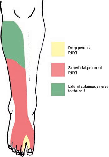 Superficial Peroneal Nerve Sensory Distribution